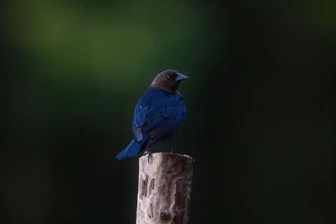 Cowbird Stock Photos