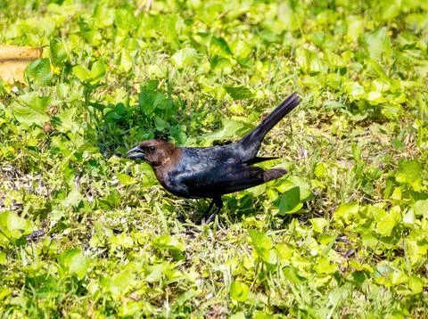 Cowbird Stock Photos
