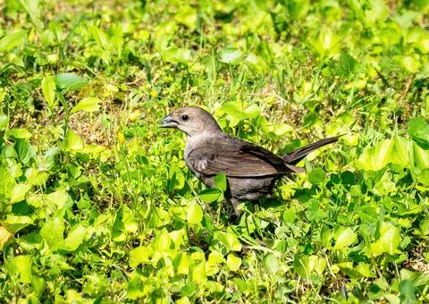Cowbird Stock Photos