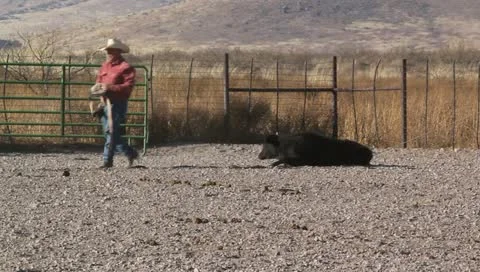 Cowboy and calf Stock Footage 11391664