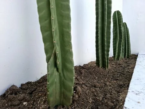 Cowboy cactus growing parallel in pot Stock Photos