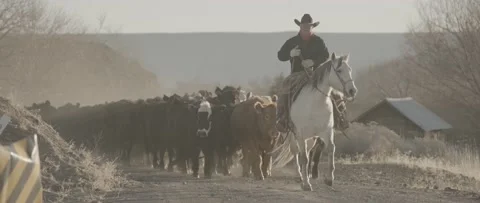 Cowboy Cattle Drive 1 Stock Footage 238405743