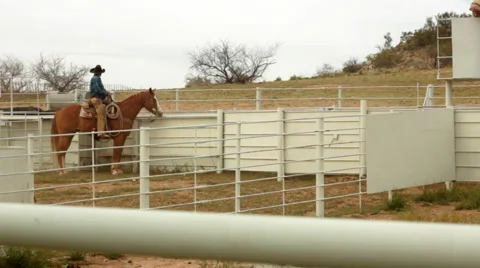 Cowboy in Cattle Pen Stock Footage 4716537