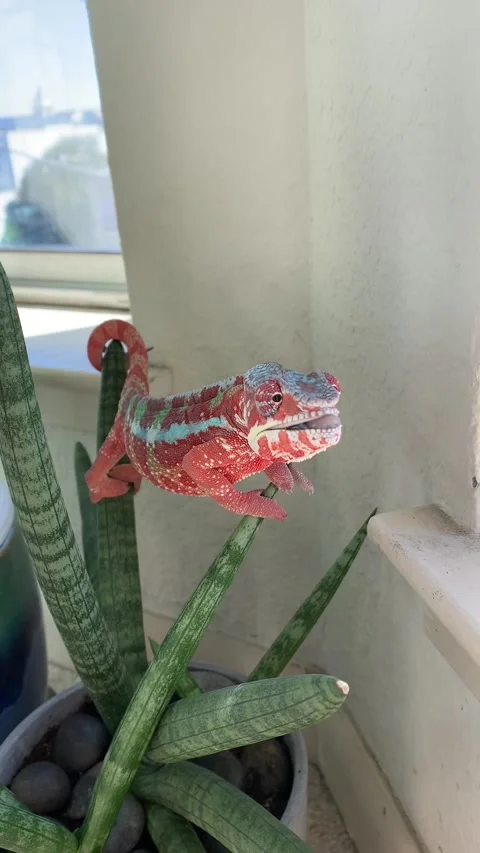 Cowboy Chameleon Stock Footage 150401706
