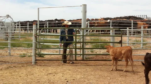 Cowboy Checks Gate Vídeo Stock 4732859