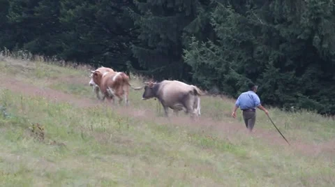 Cowboy with cow herd Video stock 12045535