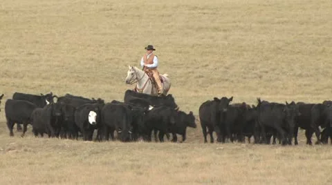A Cowboy Drives Cattle Through a Field 스톡 동영상 19309380
