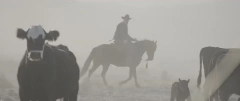 Cowboy Stock Footage 238406035
