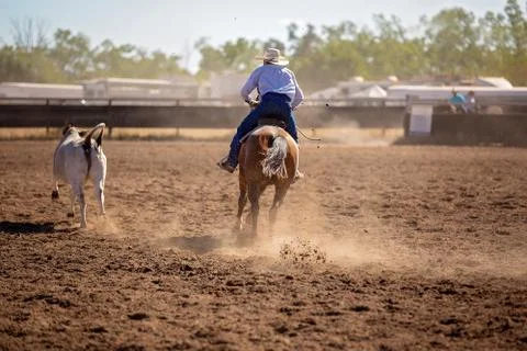 Cowboy Herding A Calf In Campdraft Rodeo Event Stock Photos
