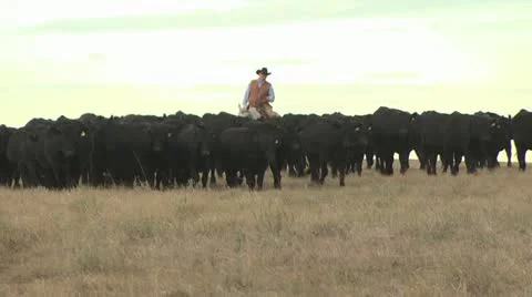 Cowboy Herding Cattle 2 스톡 동영상 19307578