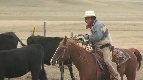 Cowboy Herding Cattle 3 Video stock 19309037