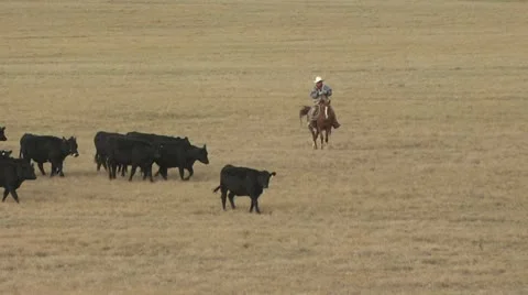 Cowboy Herding Cattle Video stock 19307399