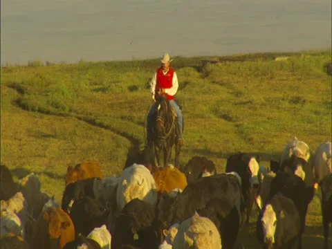 Cowboy Herding Cattle Stock-Footage 22244412