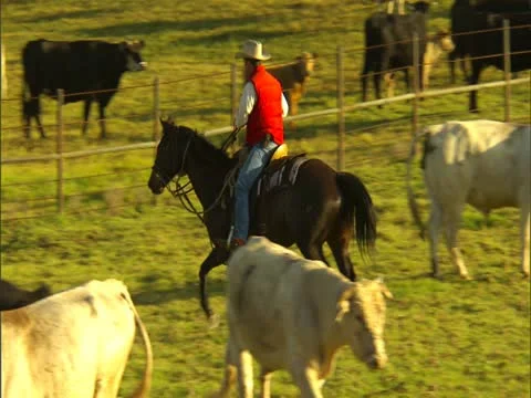 Cowboy Herding Cattle 스톡 동영상 22244428