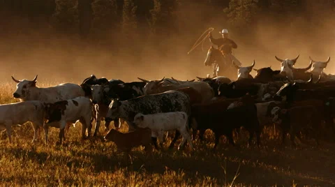 Cowboy herding cattle at sunset, slow motion Stock Footage
