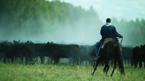 Cowboy Man on Horse Grazing Oxen on Farm Field Stock Footage