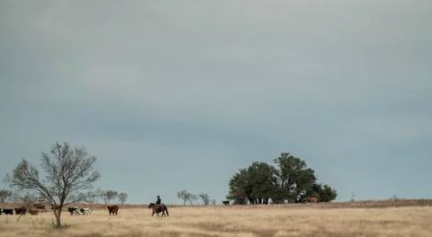 Cowboy Stock Photos