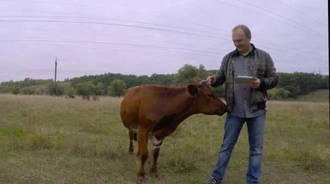 Cowboy reading the e-book. Cow chews shirt and licks his pants. Stock-Footage 54742187