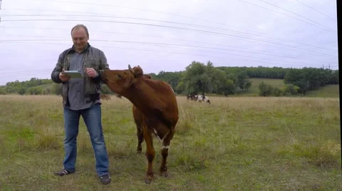 Cowboy reading an e-book. Cow Licks jacket sleeve. 库存影片 54742419