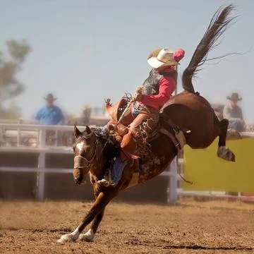 Cowboy Rides Bucking Horse Stock Photos
