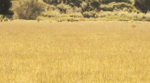 Cowboy Rides By Video stock 7728364