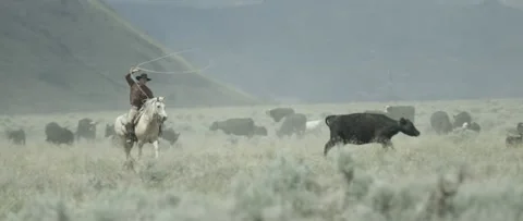 Cowboy Roping 3 Stock Footage 238405804