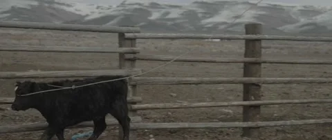 Cowboy Roping 4 Stock Footage 238405862