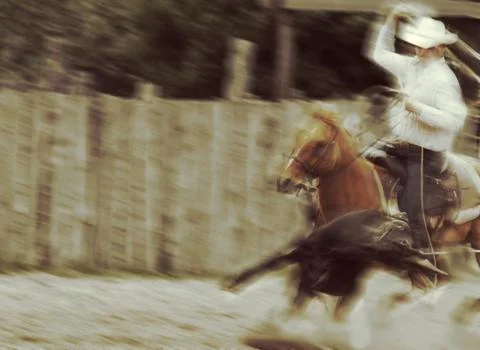 Cowboy Roping Calf Stock Photos