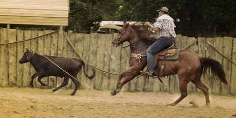 Cowboy Roping Calf Stock Photos