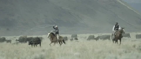 Cowboy Roping Stock Footage 238405859