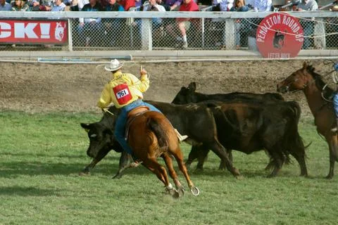 Cowboy Roping Steer Stock-Fotos