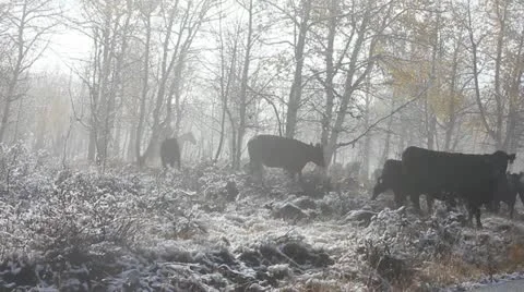 Cowboy Rounding Up Cattle Video stock 12310310