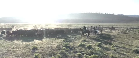 Cowboy Roundup 2 Stock Footage 238405907