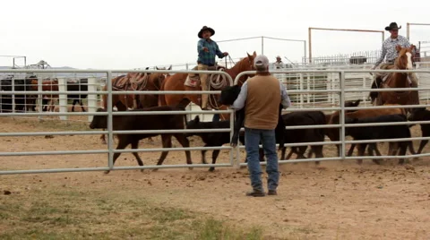 Cowboy Sets Calf Down in Corral Pen Stock-Footage 4716293