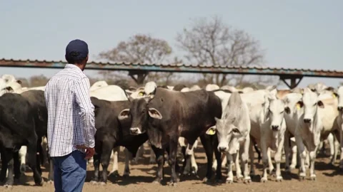 Cowboy walks through the herd of cattle on a feedlot farm. Vídeo Stock 134653973
