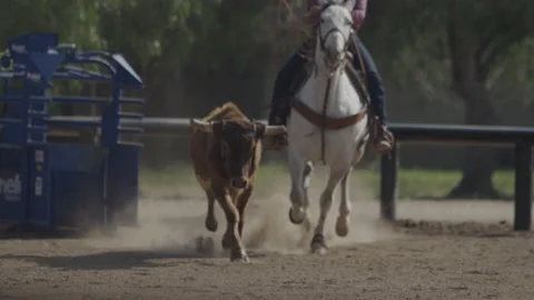 Cowboy wrangling out of gate. Stock Footage 210576619
