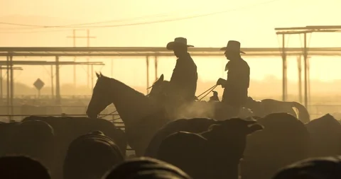 Cowboys and Cattle Stock Footage