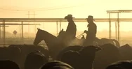 Cowboys And Cattle Stock Footage