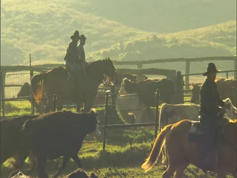 Cowboys Herding Cattle Video stock 22243750