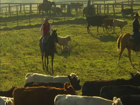 Cowboys Herding Cattle Video stock 22243753
