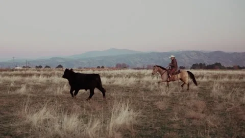 CowboyWork Stock Footage 257275991