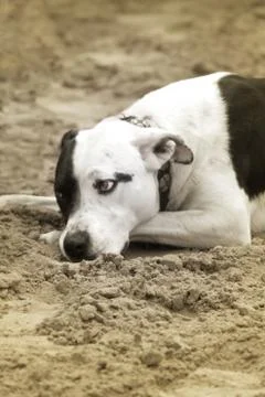Cowdog Stock Photos