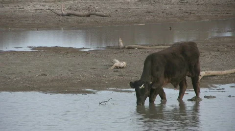 CowDrinking Video stock 562171