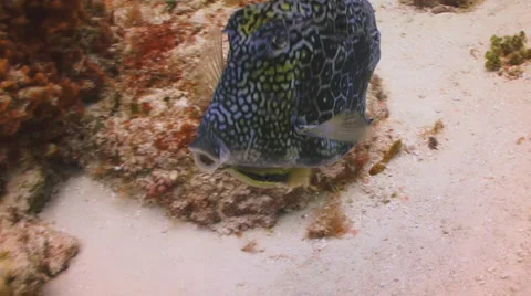Cowfish and remora Stockbeeldmateriaal 1095583