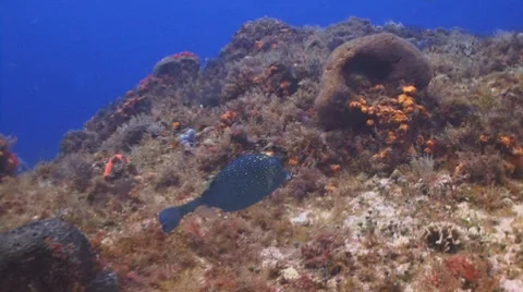 Cowfish, Angelfish, Turtle Видео 7747065