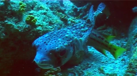 Cowfish Stock Footage 8521432