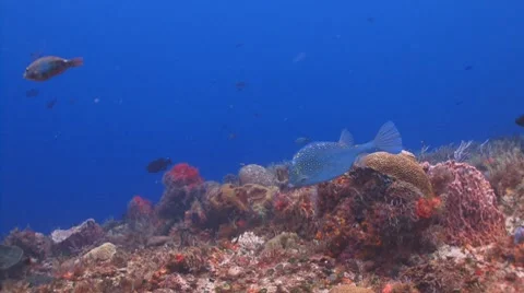 Cowfish swimming Vidéo 7762523