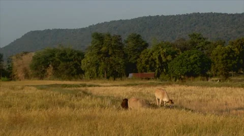 Cowhavingfodder Video stock 21892525