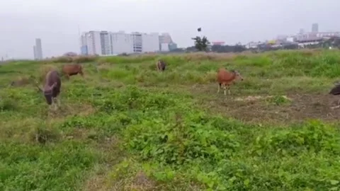 Cowherd in the middle of the city Stock Footage 313285039