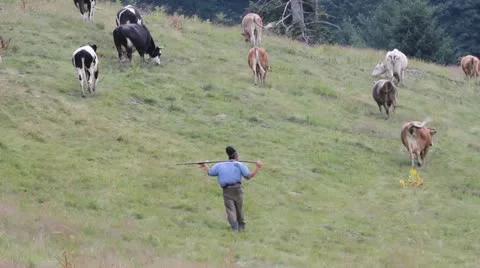 Cowherd with troop Stock-Footage 12045515